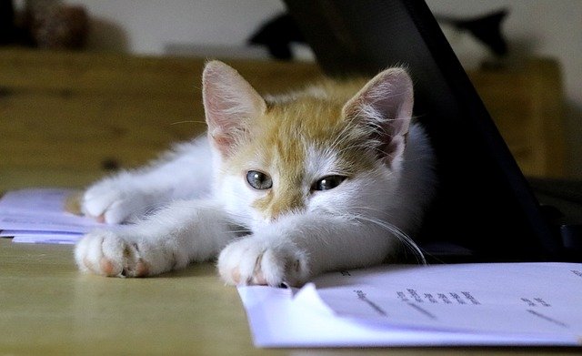 Cat Sitting on a Desk Near Pet Insurance Paperwork