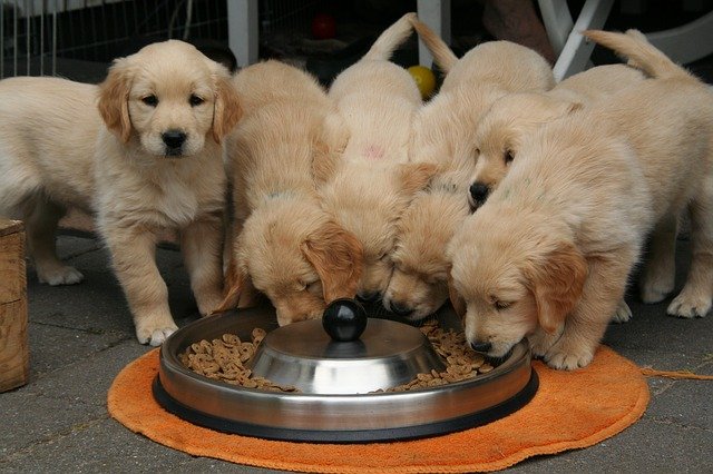 The FDA has found links between grain-free diets and an increased risk of heart disease in Golden retrievers.