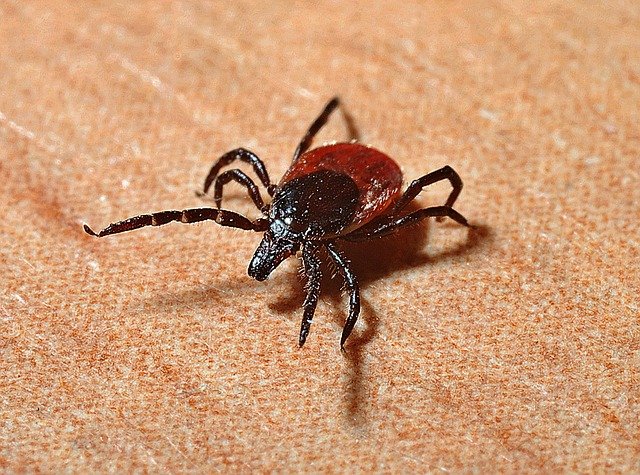 Ticks, fleas, and other parasites can find their way into your home during winter.